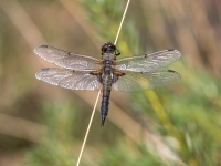 Plankumainā platspāre (Libellula quadrimaculata)