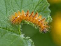 Kļavu pelēkpūcīte (Acronicta aceris)
