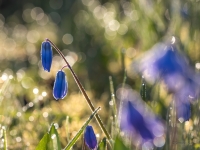 Zilsniedzīte (Scilla)