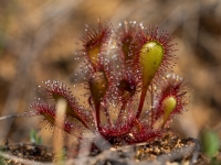 Ieapaļā rasene ( Drosera ×obovata)
