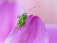 Mīkstblakts Lygocoris pabulinus