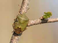 Zaļā vairogblakts (Palomena prasina)