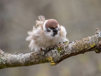 Lauku zvirbulis (Passer montanus)