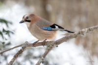 Sīlis (Garrulus glandarius)