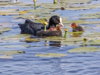 Laucis (Fulica atra)