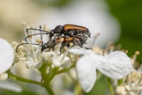 Koksngrauzis Stictoleptura maculicornis