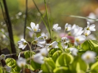 Meža zaķskābenes (Oxalis acetosella) 