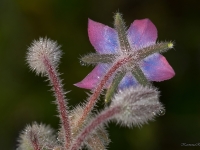Gurķu mētra (Borago officinalis)