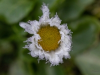 Mārpuķīte