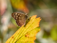 Eglāju samtenis (Pararge aegeria)