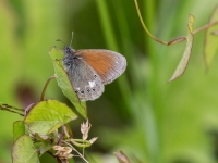 Pļavas sīksamtenis (Coenonympha glycerion) 