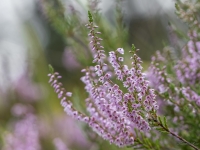 Sila virsis (Calluna vulgaris)
