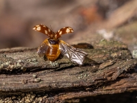 Astoņpadsmitplankumu mārīte ( Myrrha octodecimguttata)