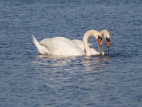 Paugurknābja gulbji (Cygnus olor)