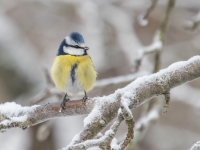 Zilzīlīte (Cyanistes caeruleus)