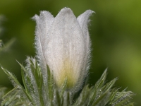 Silpurene