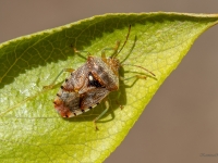 Bērzu vairogblakts (Elasmucha grisea)