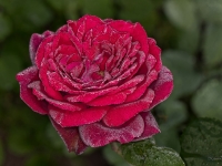 ' GRAFIN DIANA' 