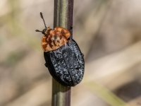 Sarkankrūšu līķvabole (Oiceoptoma thoracicum)