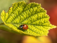 Septiņpunktu mārīte (Coccinella septempunctata)