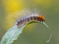 Brūnais lācītis (Arctia caja)