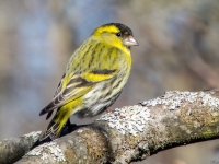 Ķivulis (Spinus spinus)