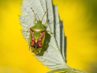 Kadiķu slaidvairogblakts Cyphostethus tristriatus