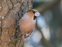 Dižknābis (Coccothraustes coccothraustes)