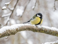 Lielā zīlīte (Parus major)