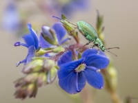 Sudrabzaļais lapu smecernieks (Phyllobius argentatus)