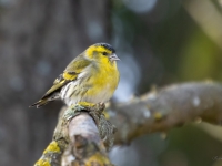 Ķivulis (Spinus spinus)