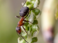 Rūsganā meža skudra (Formica rufa)