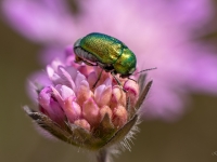 Lapgrauzis Cryptocephalus sp.