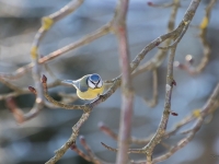 Zilzīlīte (Cyanistes caeruleus)