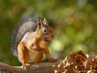 Vāvere (Sciurus vulgaris)