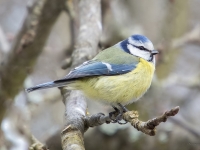 Zilzīlīte (Cyanistes caeruleus)