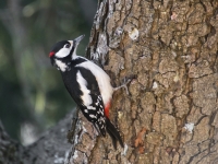 Dižraibais dzenis (Dendrocopos major)