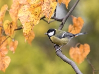 Lielā zīlīte (Parus major)