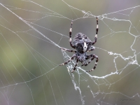 Šķautņainais riteņzirneklis (Araneus angulatus)