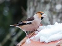 Dižknābis (Coccothraustes coccothraustes)