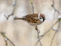 Lauku zvirbulis (Passer montanus)