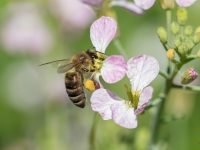 Medus bite (Apis mellifera)