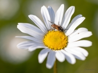 Koksngrauzis Pseudovadonia livida