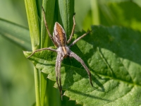 Dižzirneklis (Pisaura mirabilis)