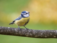 Zilzīlīte (Cyanistes caeruleus)