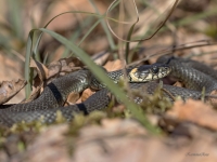 Parastais zalktis (Natrix natrix) 