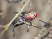 Parastais ķeģis (Acanthis flammea)
