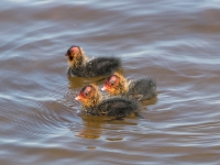 Lauča mazuļi  (Fulica atra)