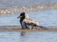 Pelēkā vārna (Corvus cornix)