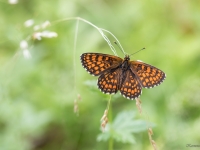 Parastais pļavraibenis (Melitaea athalia)
